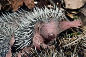 Hedgehog Prints: European Hedgehog (Erinaceus europaeus) babies, in nest, Spain