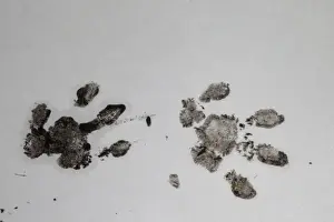 European Hedgehog (Erinaceus europaeus) footprints
