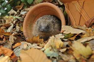 European Hedgehog (Erinaceus europaeus) immature, rescued animal in flowerpot amongst fallen leaves in garden