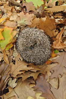 European Hedgehog (Erinaceus europaeus) immature, rescued animal sleeping amongst fallen leaves in garden