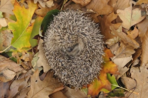 European Hedgehog (Erinaceus europaeus) immature, rescued animal sleeping amongst fallen leaves in garden