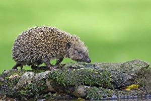 Hedgehog Prints: European Hedgehog (Erinaceus europaeus) juvenile