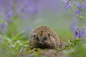 European Hedgehog (Erinaceus europaeus) young, amongst bluebells in woodland, Peak District, Derbyshire, England, spring