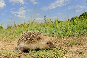 European Hedgehog (Erinaceus europaeus) young, foraging in habitat, Italy, july