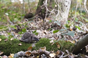 European Hedgehog (Erinaceus europaeus) young, on moss covered branch in woodland, Norfolk, England, october