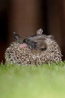 Licks Prints: European Hedgehog (Erinaceus europaeus) young