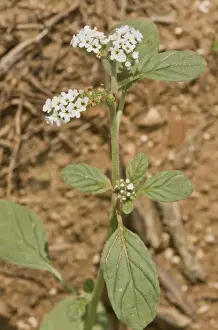 Boraginaceae Prints: European Heliotrope (Heliotropium europaeum) flowering