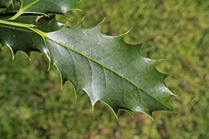 Hollies Prints: European Holly (Ilex aquifolium) close-up of leaf, Suffolk, England, March