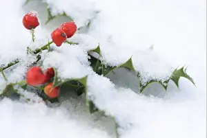 European Holly (Ilex aquifolium) close-up of leaves and berries, covered with snow, England, winter