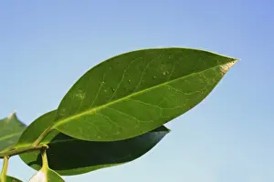 European Holly (Ilex aquifolium) close-up of mature leaf, spineless shape from upper crown, Mendlesham, Suffolk