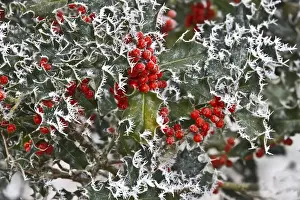 Christmas Prints: European Holly (Ilex aquifolium) close-up of rime frost covered leaves and berries