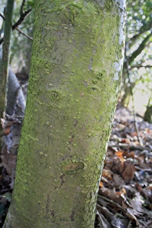 Boles Prints: European Holly (Ilex aquifolium) close-up of trunk