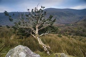 Moorland Prints: European Holly (Ilex aquifolium) gnarled habit