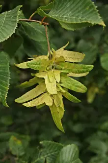 European Hornbeam (Carpinus betulus) close-up of fruit, growing in river valley fen, Redgrave and Lopham Fen N. N. R