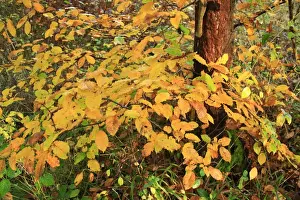 European Hornbeam (Carpinus betulus) close-up of leaves in autumn colour, growing in ancient woodland
