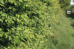Footpath Prints: European Hornbeam (Carpinus betulus) leaves