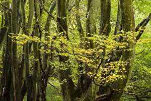 European Hornbeam (Carpinus betulus) leaves in autumn colour, growing in coppice woodland, Kent, England, October