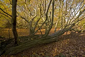 European Hornbeam (Carpinus betulus) old fallen trunk, Great Wood, Ranscombe Farm Plantlife Reserve, Kent, England
