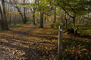 European Hornbeam (Carpinus betulus) old woodland, with pathway sign, Great Wood, Ranscombe Farm Plantlife Reserve