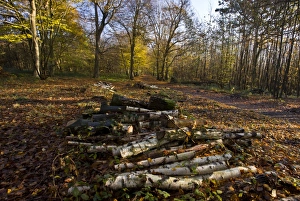 European Hornbeam (Carpinus betulus) old woodland, with glade clearance of Birch (Betula sp. ), Great Wood