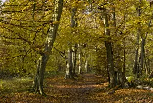 European Hornbeam (Carpinus betulus) old woodland habitat with pathway, Great Wood, Ranscombe Farm Plantlife Reserve
