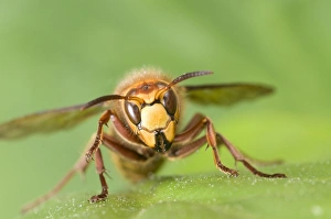 Hornets Prints: European Hornet (Vespa crabro) adult, resting on leaf, England, april