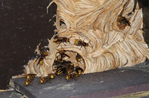 Pests Prints: European Hornet (Vespa crabro) adults