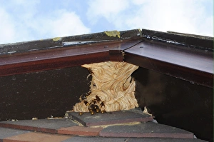 Pests Prints: European Hornet (Vespa crabro) nest, under house eaves, Oxfordshire, England, september