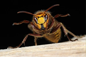 European Hornet (Vespa crabro) queen, Oxfordshire, England