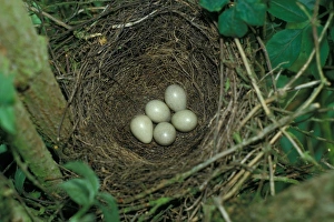 Jays Prints: European Jay (Garrulus glandarius) nest and five eggs