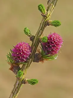 Larches Prints: European Larch (Larix decidua) close-up of female flowers, Leicestershire, England, march
