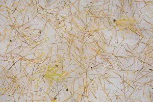 Needle Prints: European Larch (Larix decidua) fallen needles and shoots on snow