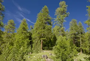 Larches Prints: European Larch (Larix decidua) managed natural forest habitat