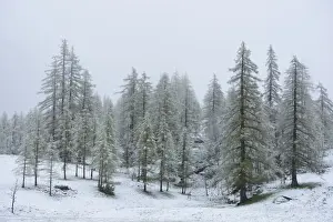 Larches Prints: European Larch (Larix decidua) snow covered forest habitat, Italian Alps, Italy, May