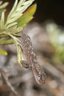 Licks Prints: European Leaf-toed Gecko (Euleptes europaea) adult