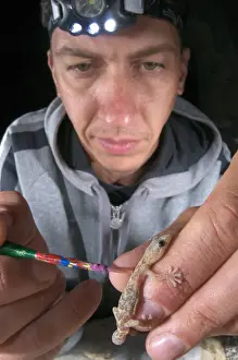 European Leaf-toed Gecko (Euleptes europaea) adult, herpetologist holding specimen to apply coloured marking on skin, Italy