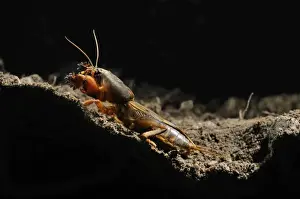 Emerge Prints: European Mole Cricket (Gryllotalpa gryllotalpa) adult