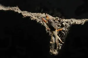 European Mole Cricket (Gryllotalpa gryllotalpa) adult, emerging from burrow at night, Italy, may