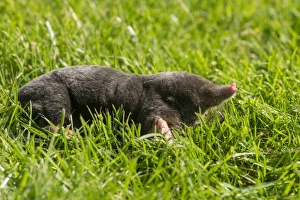 European Mole (Talpa europaea) adult, on garden lawn, Chipping, Lancashire, England, August