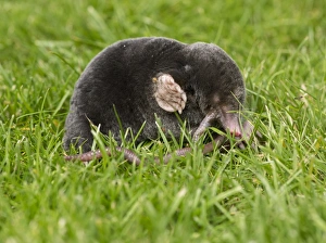 European Mole (Talpa europaea) adult, feeding on earthworm, on garden lawn, Chipping, Lancashire, England, August