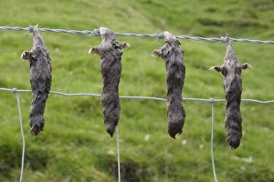 Caught Prints: European Mole (Talpa europaea) four dead adults