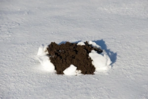 Insectivore Prints: European Mole (Talpa europaea) molehill, emerging through snow, England, november