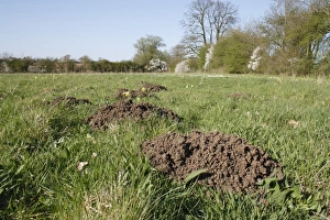 Mickfield Prints: European Mole (Talpa europaea) molehills