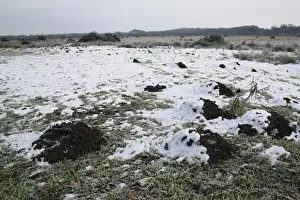 Insectivore Prints: European Mole (Talpa europaea) molehills in frost and snow