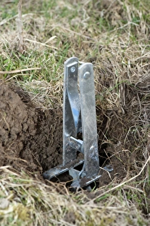 Killing Prints: European Mole (Talpa europaea) nipper type trap, in set position, England, march