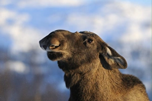 European Moose (Alces alces alces) adult, close-up of head, Norway, february