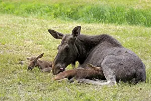 Suckles Prints: European Moose (Alces alces alces) adult female with two calves, suckling, may (captive)