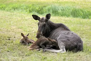European Moose (Alces alces alces) adult female with two calves, suckling, may (captive)
