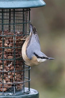Peanut Prints: European Nuthatch (Sitta europaea) adult