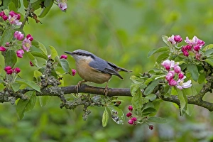 European Nuthatch (Sitta europaea) adult, perched in Crabapple (Malus sp. ) tree with blossom, Shropshire, England, april